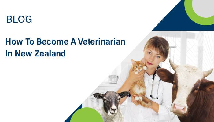 How to Become a Veterinarian in New Zealand